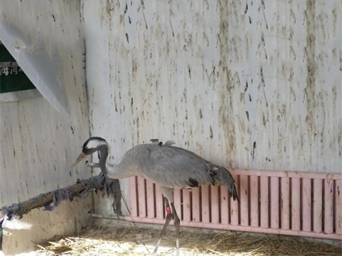 2015��12����ͤԮ�����ѻҺ�