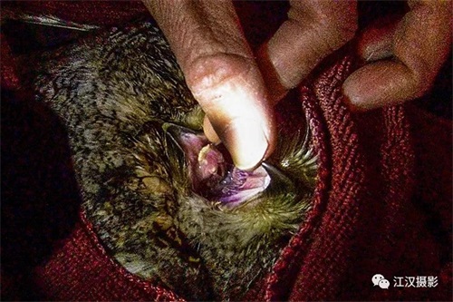 97622��������Ʒ��,����Ұ������׷��,��������׷����,����׷����