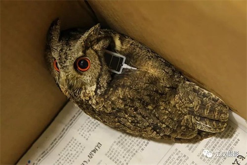 97622��������Ʒ��,����Ұ������׷��,��������׷����,����׷����