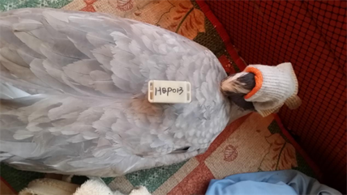 97622��������Ʒ��,����Ұ������׷��,��������׷����,����׷����