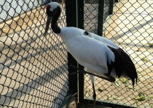 97622��������Ʒ��,����Ұ������׷��,��������׷����,����׷����