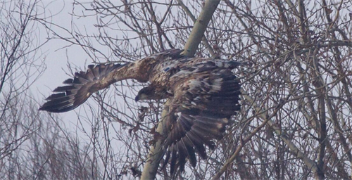 97622��������Ʒ��,����Ұ������׷��,��������׷����,����׷����