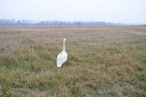 97622��������Ʒ��,����Ұ������׷��,��������׷����,����׷����