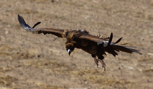 97622��������Ʒ��,����Ұ������׷��,��������׷����,����׷����