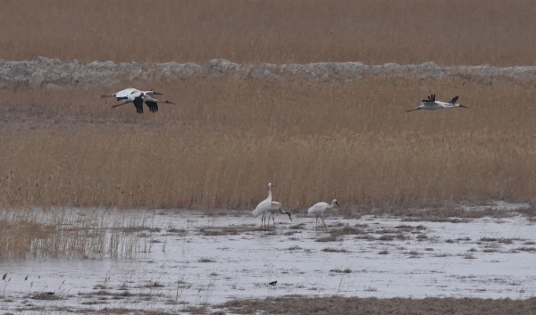 97622��������Ʒ��,����Ұ������׷��,��������׷����,����׷����