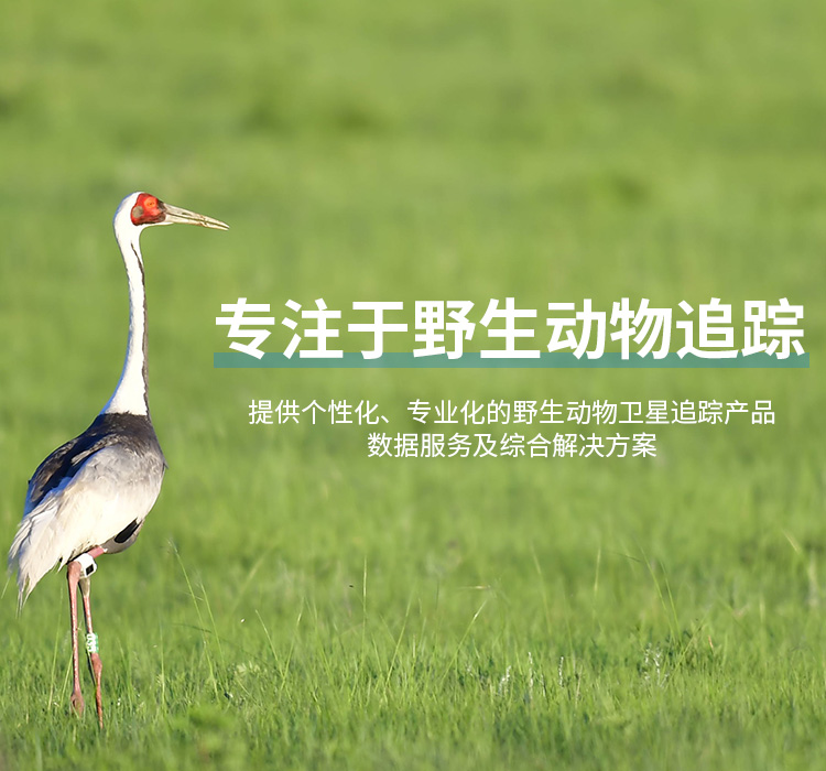 97622��������Ʒ��_����Ұ������׷��|��������׷����