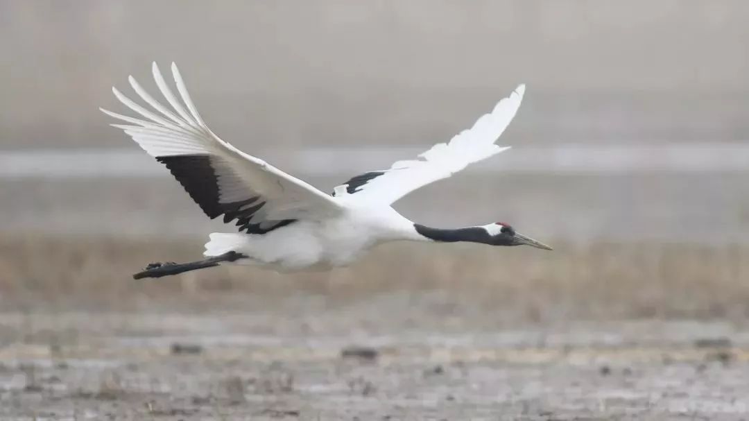 97622��������Ʒ��,����Ұ������׷��,��������׷����,����׷����