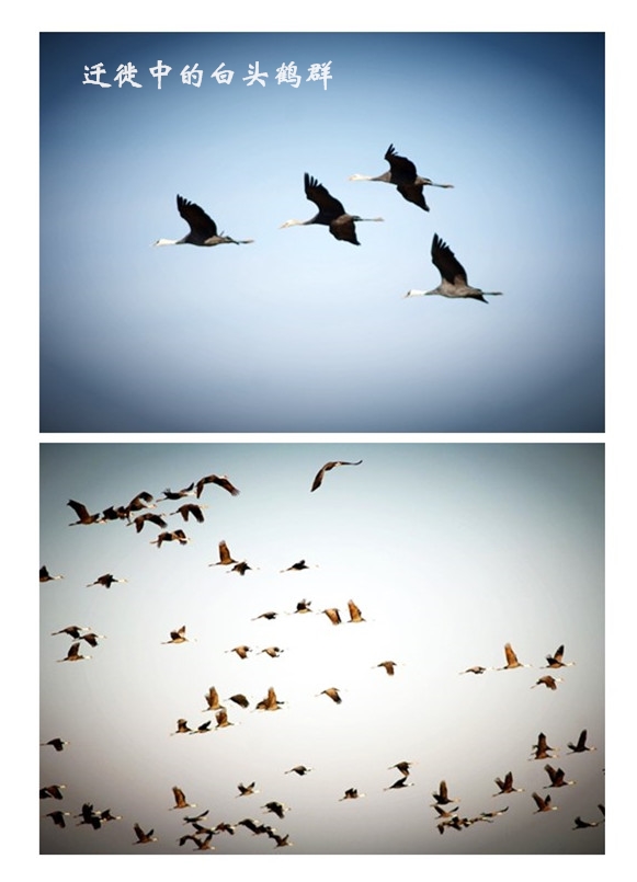 97622��������Ʒ��,����Ұ������׷��,��������׷����,����׷����