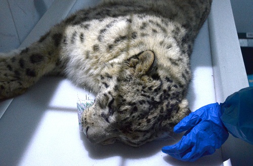 97622��������Ʒ��,����Ұ������׷��,��������׷����,����׷����