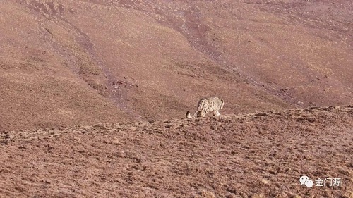 97622��������Ʒ��,����Ұ������׷��,��������׷����,����׷����