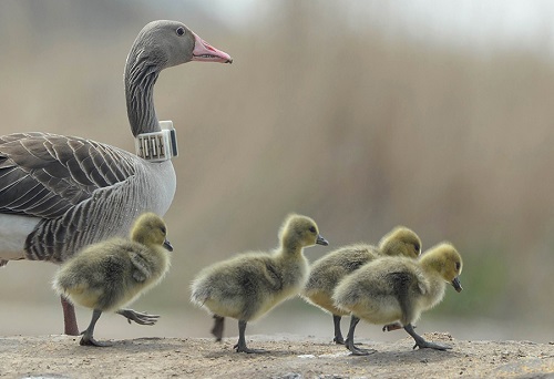 97622��������Ʒ��,����Ұ������׷��,��������׷����,����׷����