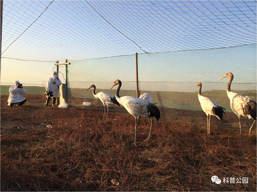 97622��������Ʒ��,����Ұ������׷��,��������׷����,����׷����