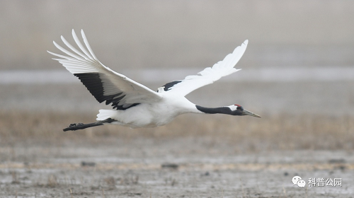 97622��������Ʒ��,����Ұ������׷��,��������׷����,����׷����