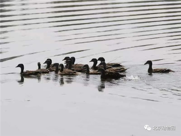 97622��������Ʒ��,����Ұ������׷��,��������׷����,����׷����