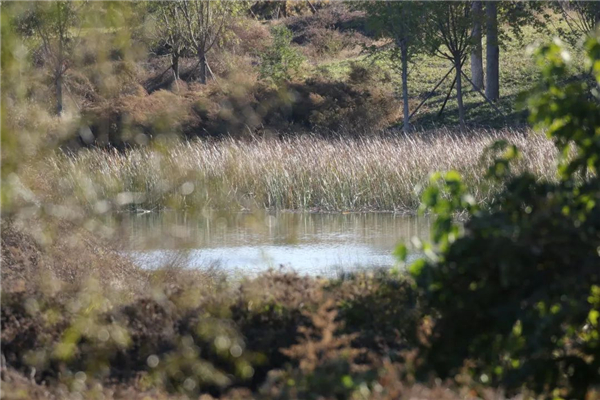 97622��������Ʒ��,����Ұ������׷��,��������׷����,����׷����