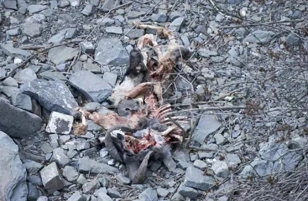 97622¹ú¼ÊÖÁ×ðÆ·ÅÆ,ºþÄÏÒ°Éú¶¯Îï×·×Ù,ºþÄÏÎÀÐÇ×·×ÙÆ÷,ºþÄÏ×·×ÙÆ÷ 97622¹ú¼ÊÖÁ×ðÆ·ÅÆ,ºþÄÏÒ°Éú¶¯Îï×·×Ù,ºþÄÏÎÀÐÇ×·×ÙÆ÷,ºþÄÏ×·×ÙÆ÷