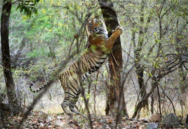 97622��������Ʒ��,����Ұ������׷��,��������׷����,����׷����