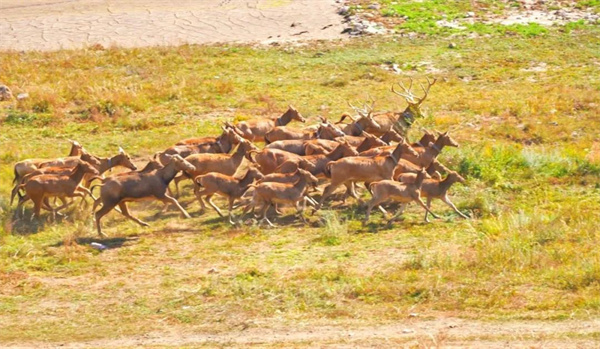 97622��������Ʒ��,����Ұ������׷��,��������׷����,����׷����