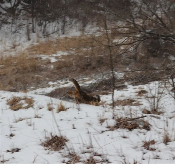 97622��������Ʒ��,����Ұ������׷��,��������׷����,����׷����