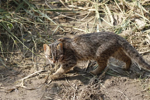 97622��������Ʒ��,����Ұ������׷��,��������׷����,����׷����