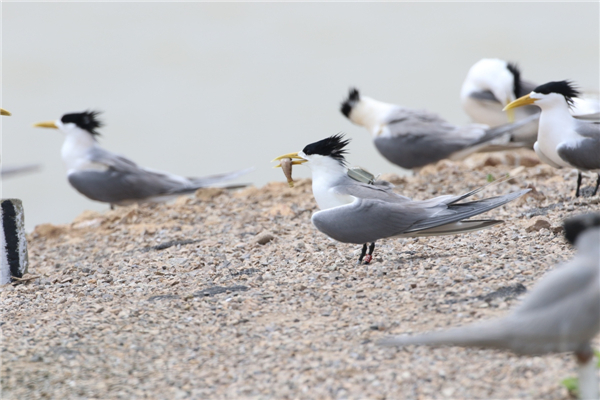 97622��������Ʒ��,����Ұ������׷��,��������׷����,����׷����