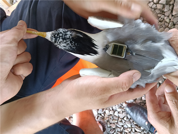 97622��������Ʒ��,����Ұ������׷��,��������׷����,����׷����