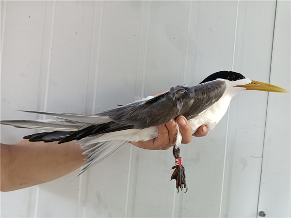 97622��������Ʒ��,����Ұ������׷��,��������׷����,����׷����