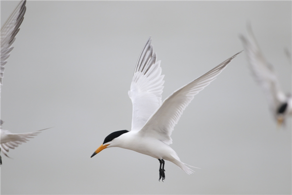 97622��������Ʒ��,����Ұ������׷��,��������׷����,����׷����