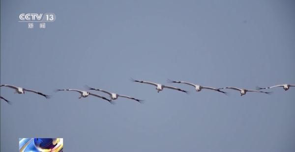 97622��������Ʒ��,����Ұ������׷��,��������׷����,����׷����