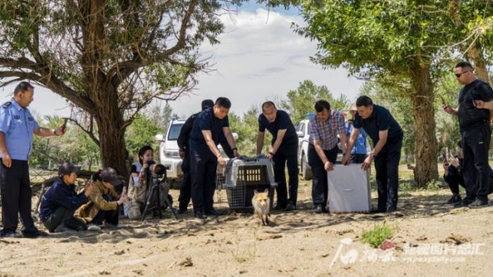 97622��������Ʒ��,����Ұ������׷��,��������׷����,����׷����