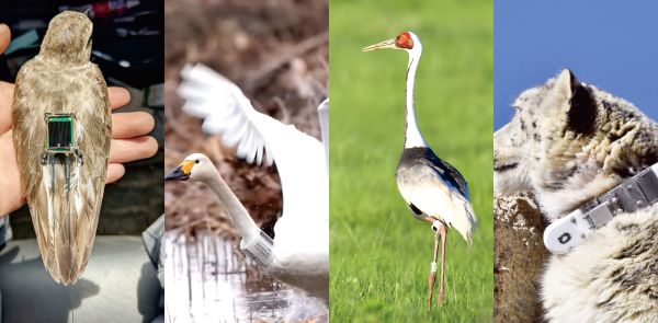 97622��������Ʒ��,����Ұ������׷��,��������׷����,����׷����