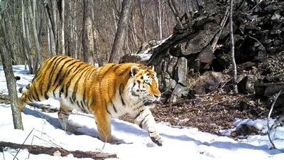 97622��������Ʒ��(�й���)-�ٷ���վ