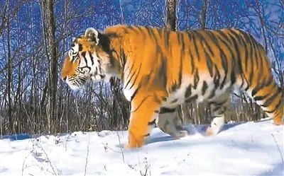 97622��������Ʒ��(�й���)-�ٷ���վ