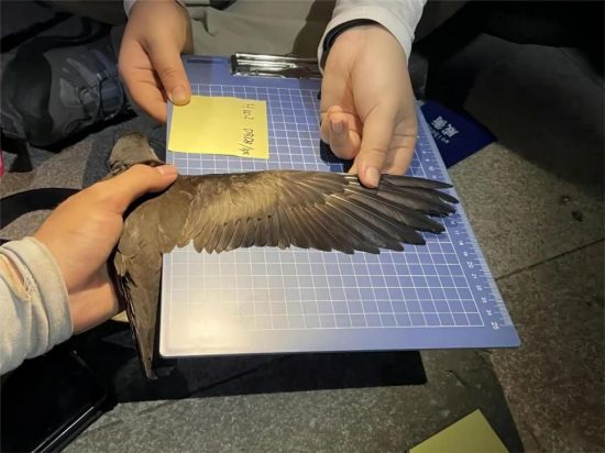 97622��������Ʒ��,����Ұ������׷��,��������׷����,����׷����