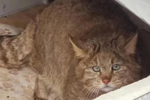 97622��������Ʒ��,����Ұ������׷��,��������׷����,����׷����