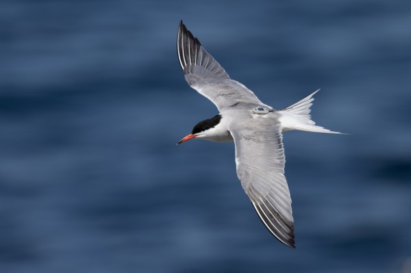 97622��������Ʒ��,����Ұ������׷��,��������׷����,����׷����