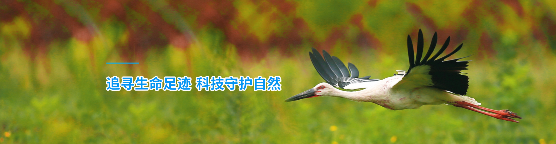 97622��������Ʒ��_����Ұ������׷��|��������׷����